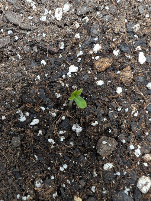 Forgotten Strawberries. Week 1
