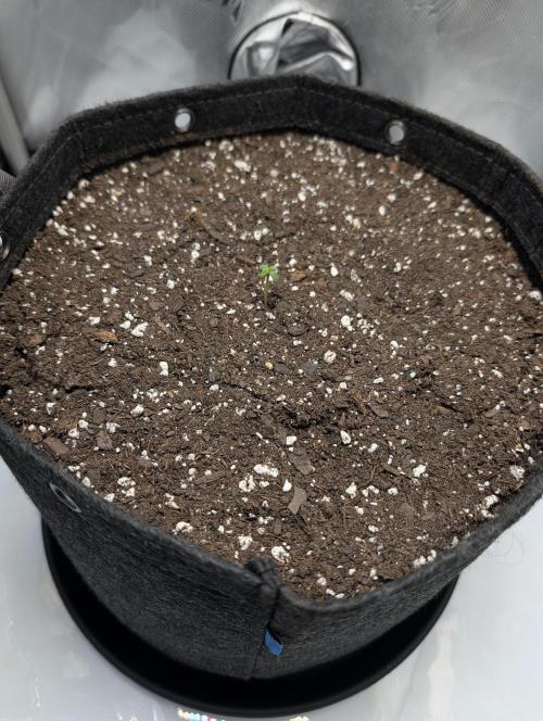Forgotten Strawberries. Week 1