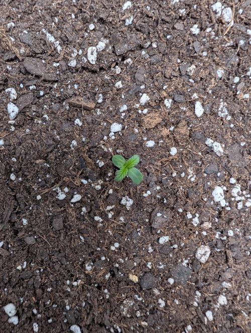 Forgotten Strawberries. Week 1
