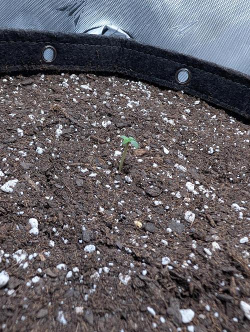 Forgotten Strawberries. Week 1