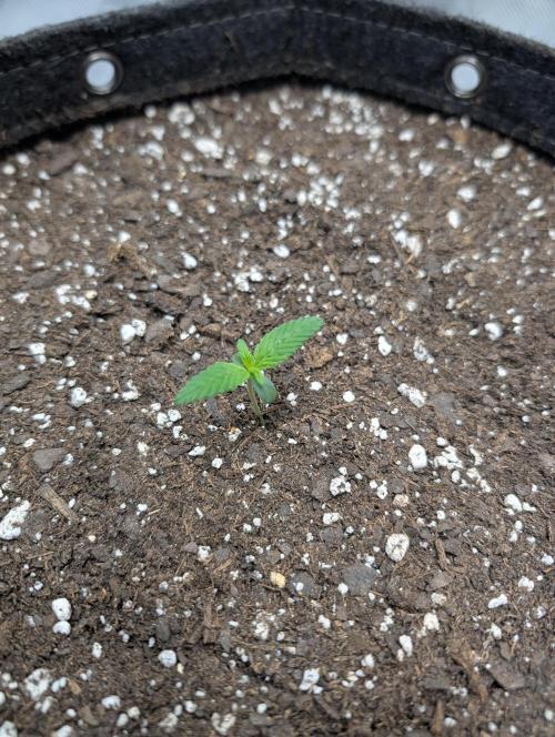 Forgotten Strawberries. Week 1