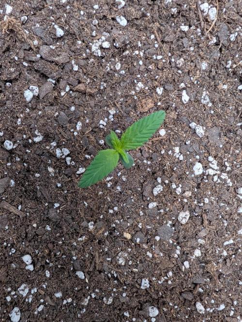 Cloudlab 422 Advance Grow Tent 2x2 (24 x 24 x 72). Week 1