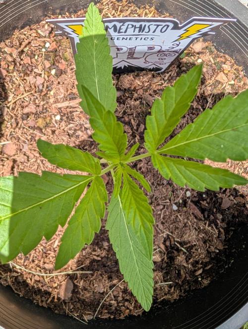 Outdoors PPP. Week 3