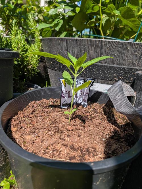 Outdoors PPP. Week 3
