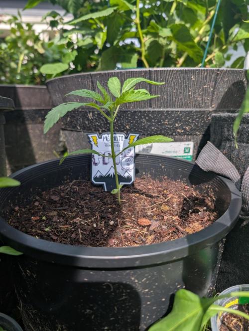 Outdoors PPP. Week 3