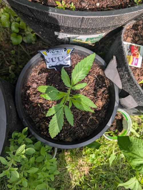 Outdoors PPP. Week 3
