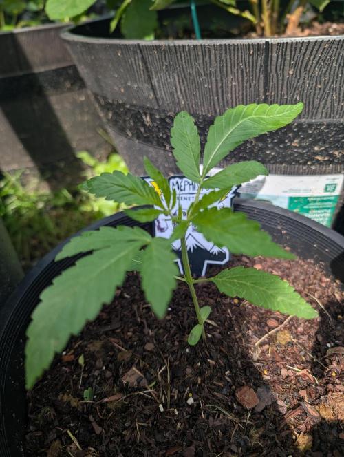 Outdoors PPP. Week 3