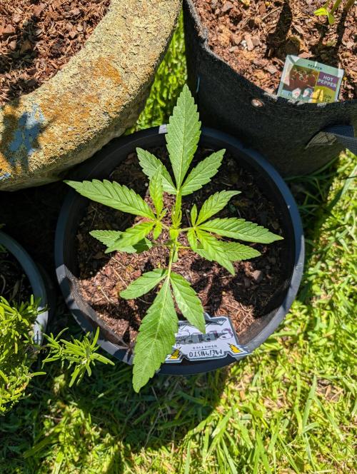 Outdoors PPP. Week 3
