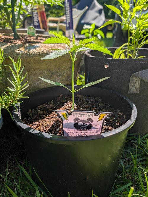 Outdoors PPP. Week 3