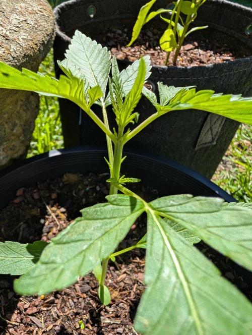 Outdoors PPP. Week 3