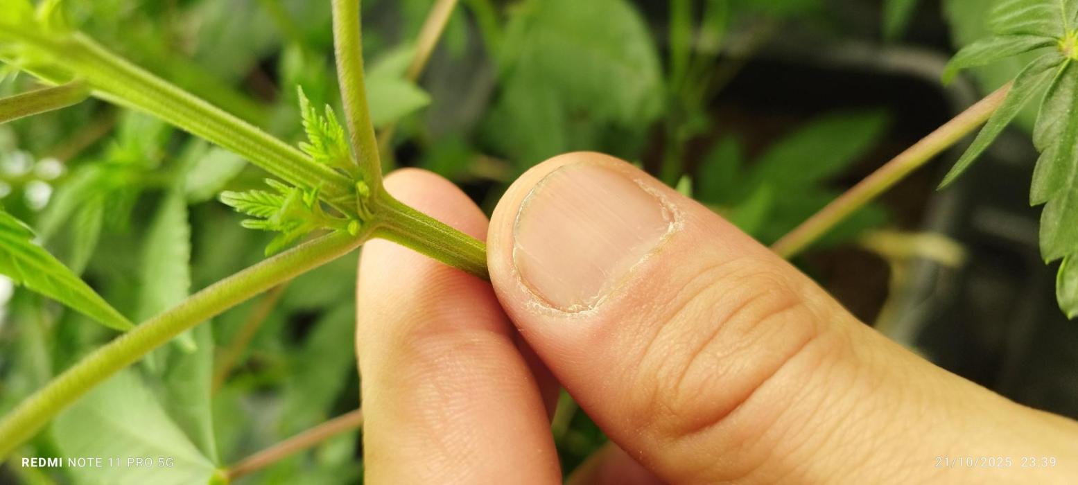 High street terpS. Week 7 - Voilà petite découvert partout dans la pièce 18 pied a la poubelle a bientôt 