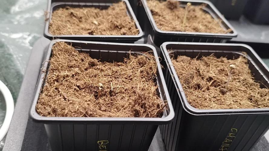 Perfect tree exotique genetix