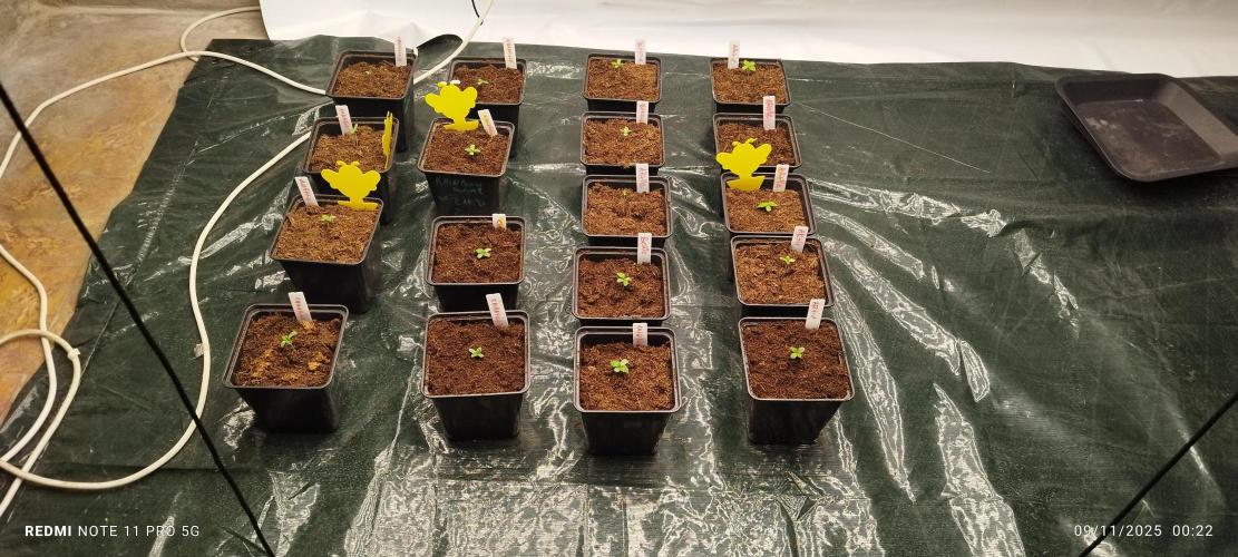 Perfect tree exotique genetix. Week 1 - Continue de semaine 1