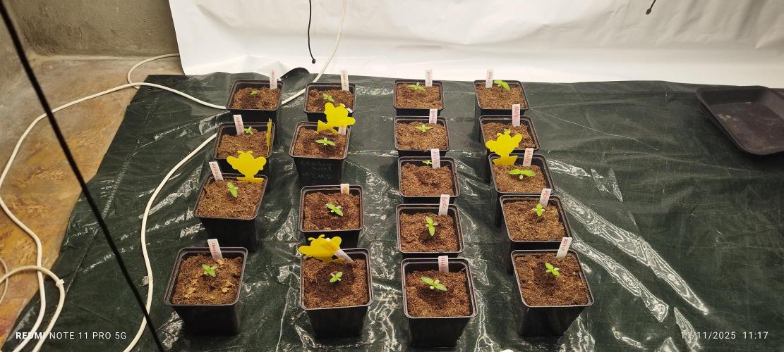 Perfect tree exotique genetix. Week 1 - Continue de la semaine 1 ( ça pousse bien) 