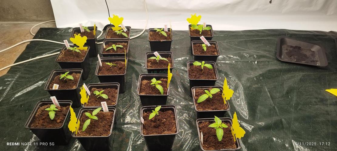 Perfect tree exotique genetix. Week 2 - Magnifique je suis passé en pots de 1 L  avant les 11 L 
J1s2