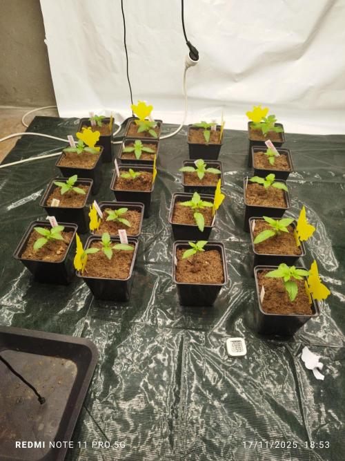 Perfect tree exotique genetix. Week 2 - J3s2 