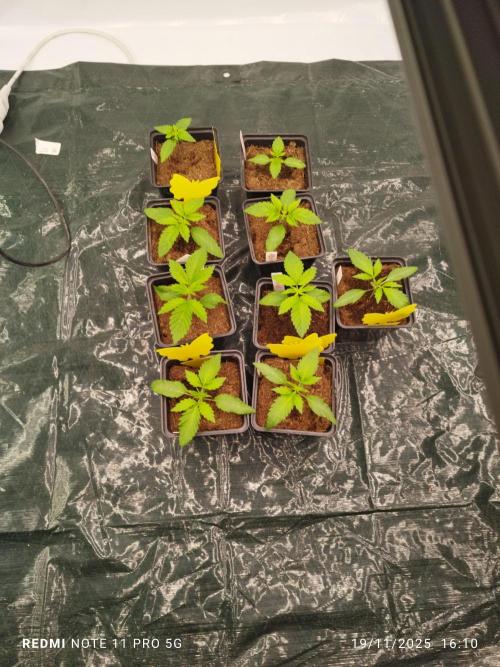 Perfect tree exotique genetix. Week 2 - J5s2 artic cherry et berry bender