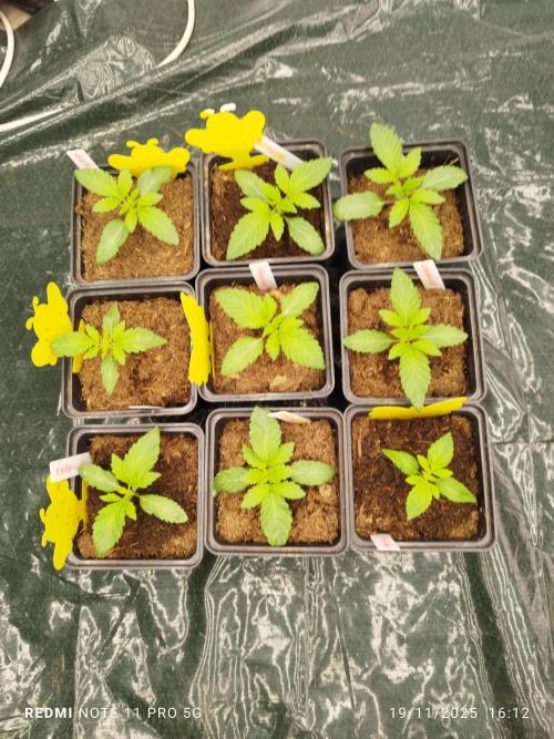 Perfect tree exotique genetix. Week 2 - J5s2 chantilly 