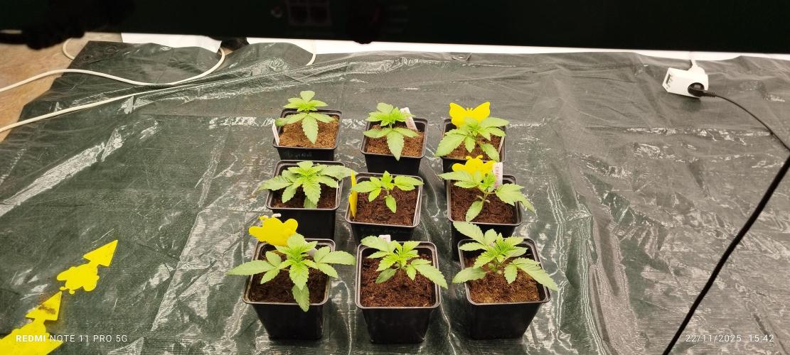 Perfect tree exotique genetix. Week 3 - 9 chantilly 