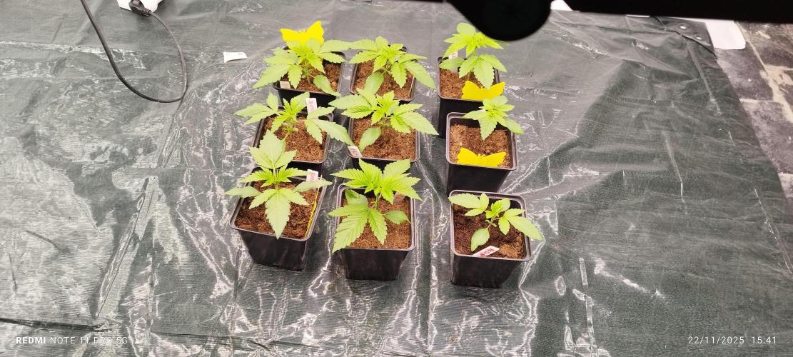 Perfect tree exotique genetix. Week 3 - 6 artic cherries et 3 berry blender 