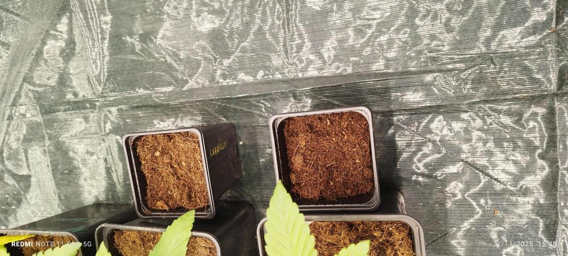 Perfect tree exotique genetix. Week 3