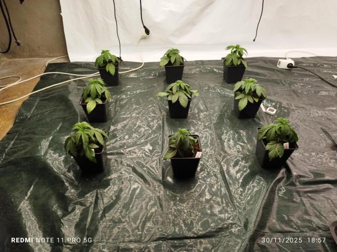 Perfect tree exotique genetix. Week 3