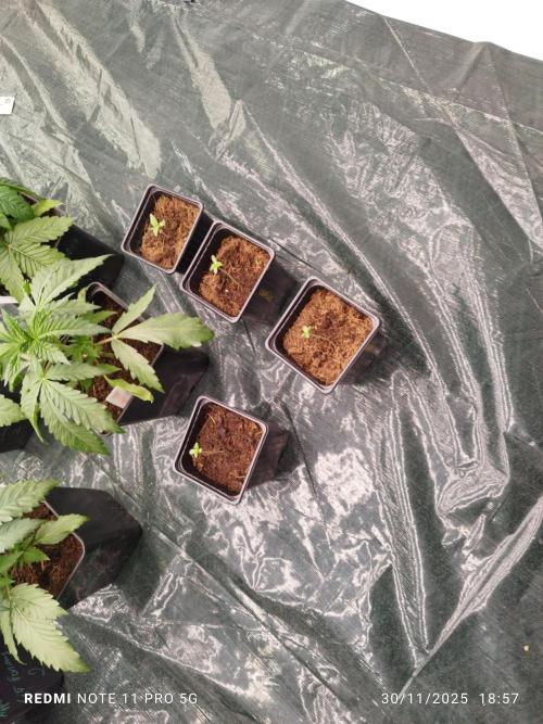 Perfect tree exotique genetix. Week 3