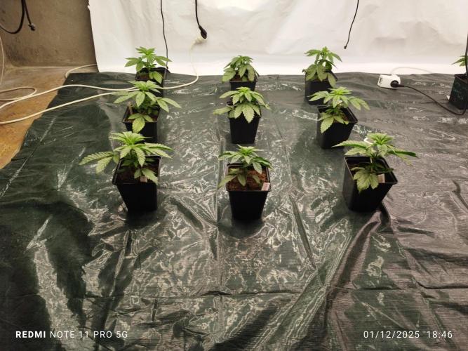 Perfect tree exotique genetix. Week 4 - 9 chantilly 