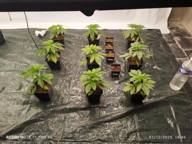 Perfect tree exotique genetix. Week 4 - 6 a gauche artic cherries perfect tree et 3 a droite berry bender 