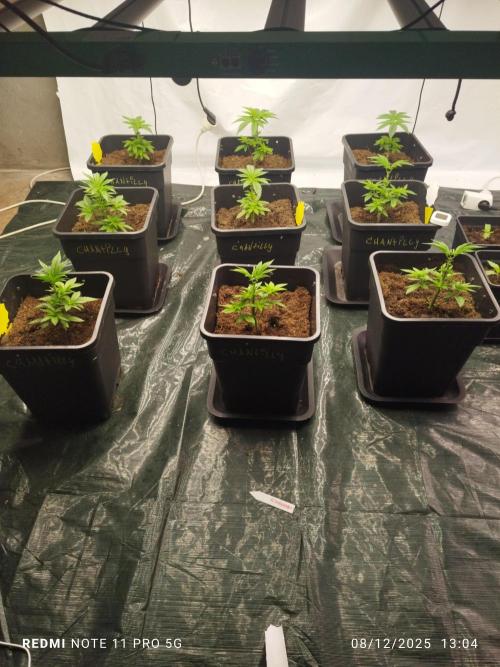 Perfect tree exotique genetix. Week 4