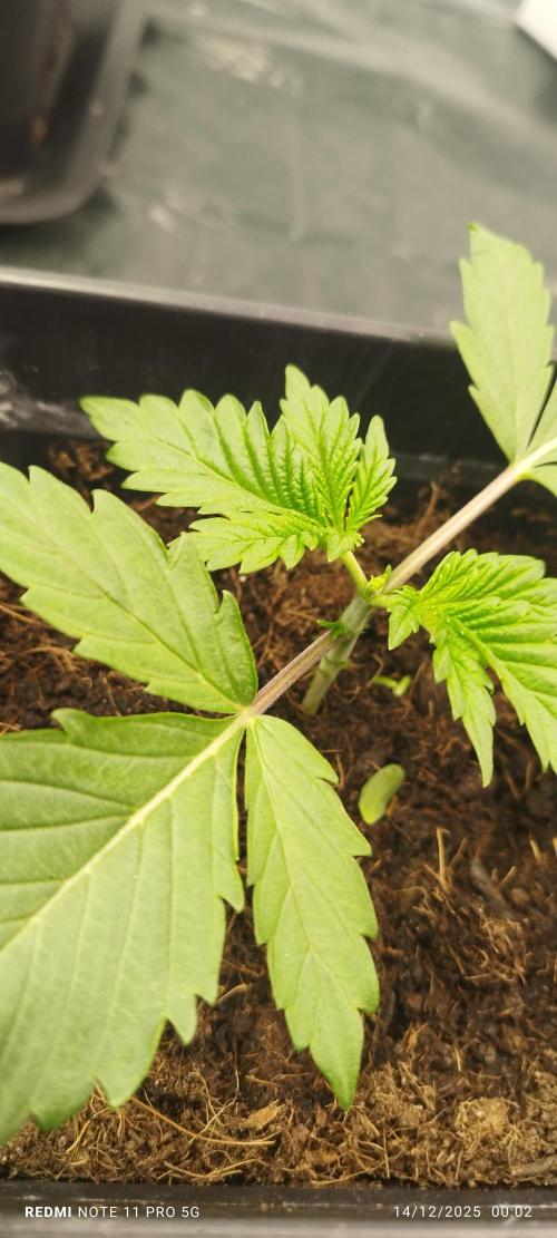 Perfect tree exotique genetix. Week 4