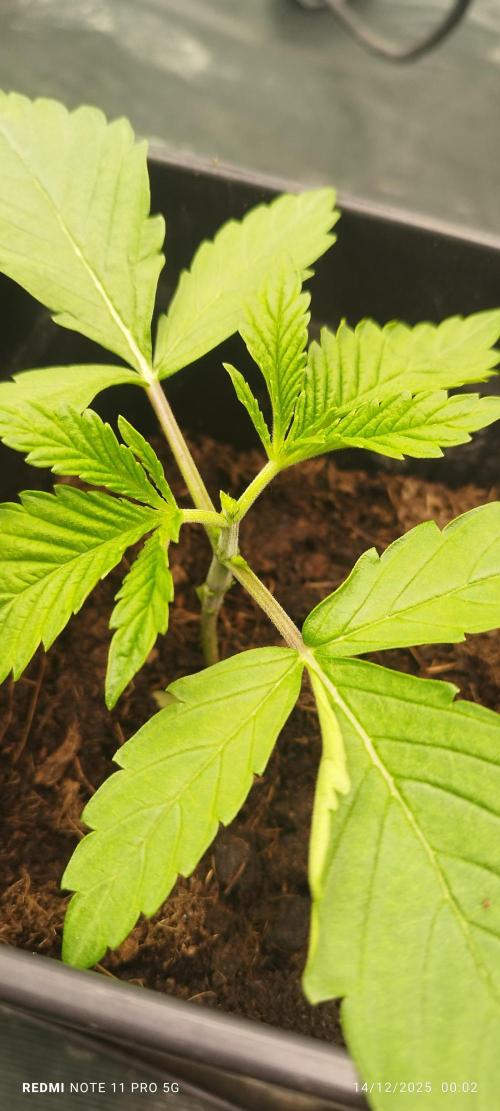 Perfect tree exotique genetix. Week 4