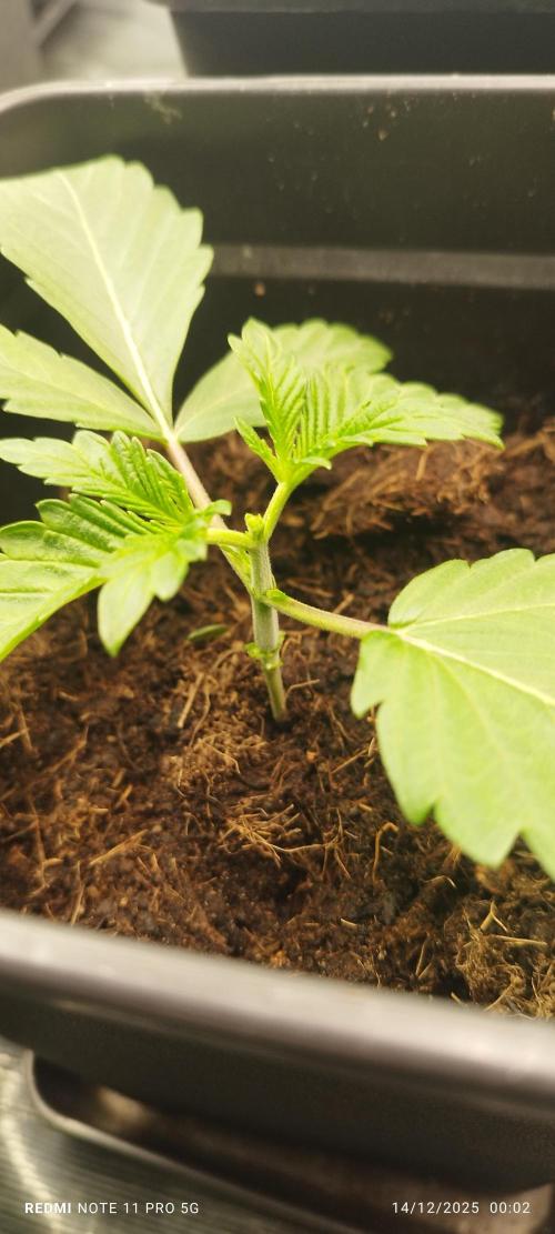 Perfect tree exotique genetix. Week 4