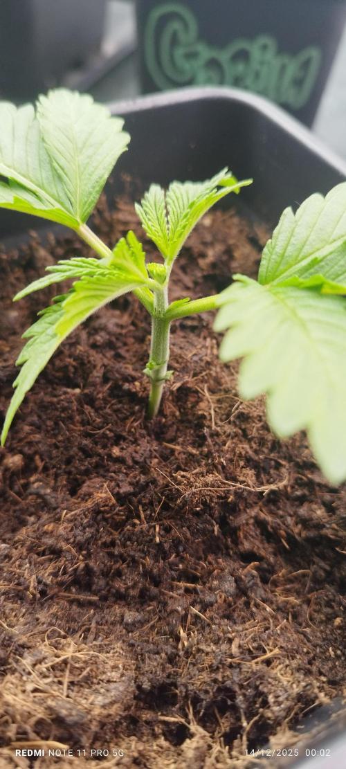 Perfect tree exotique genetix. Week 4