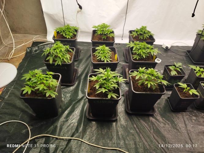 Perfect tree exotique genetix. Week 4