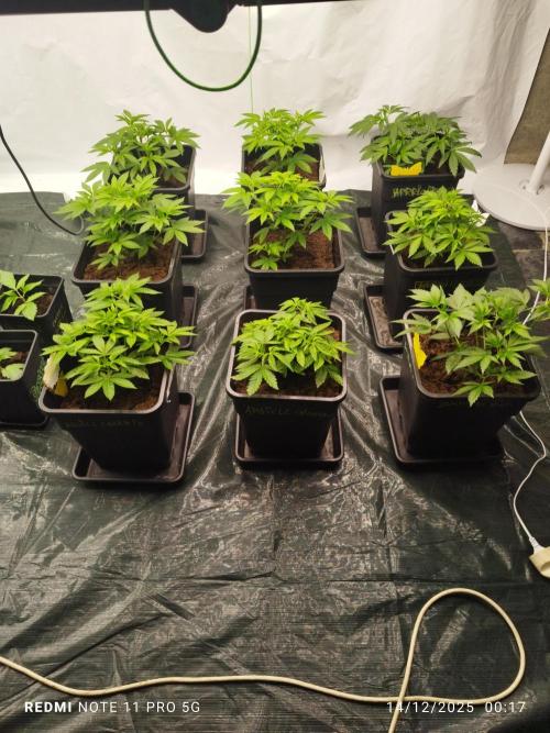 Perfect tree exotique genetix. Week 4