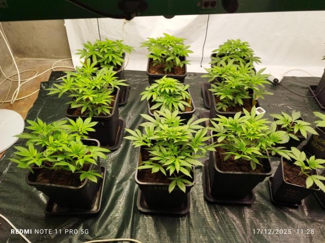 Perfect tree exotique genetix. Week 5 - Chantilly .. un peux petit on Vera se que ça donne 