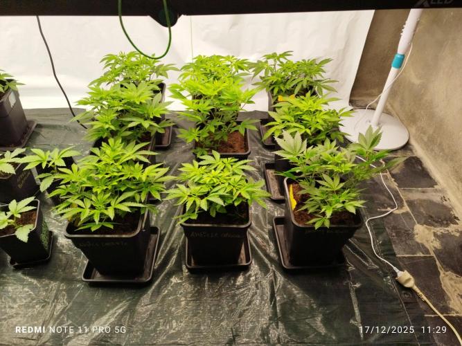 Perfect tree exotique genetix. Week 5 - Les 6 a gauche Arctic cherries et les 3 a droite berry bender 