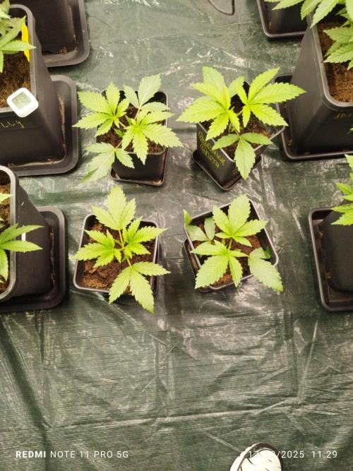 Perfect tree exotique genetix. Week 5 - Appel blossom mac and cheese loukoum et cherry gar see ya r1 