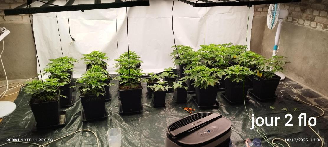 Perfect tree exotique genetix. Week 5