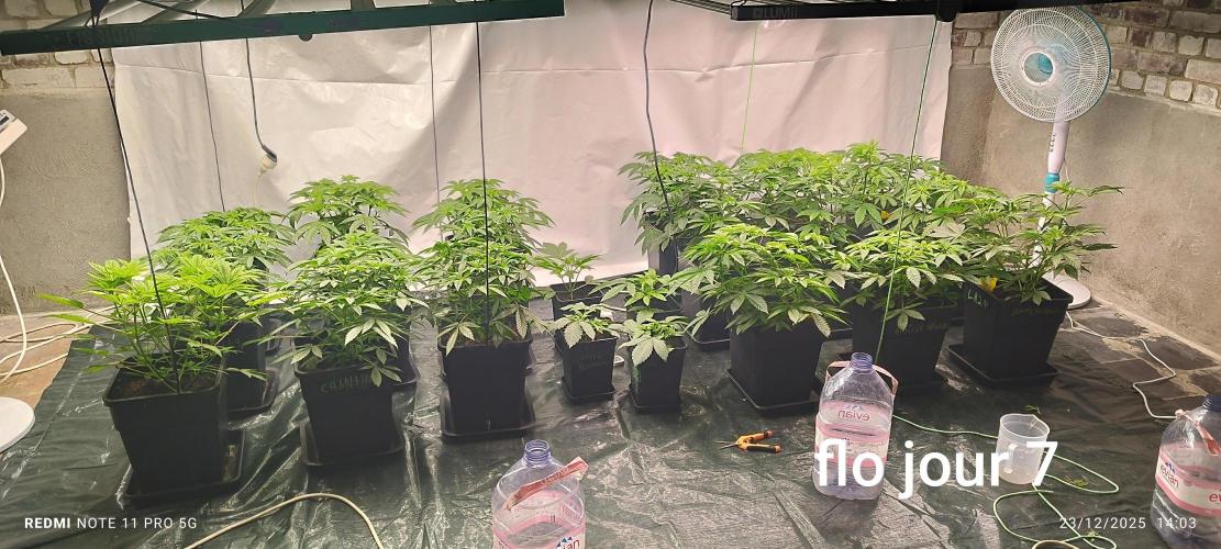 Perfect tree exotique genetix. Week 5 - Semaine 1 après passage 12/12 et aucun pistil 
