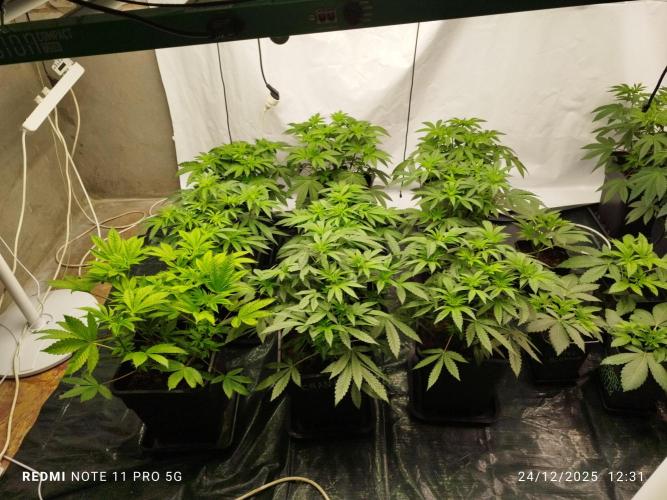 Perfect tree exotique genetix. Week 6 - 9 chantilly 