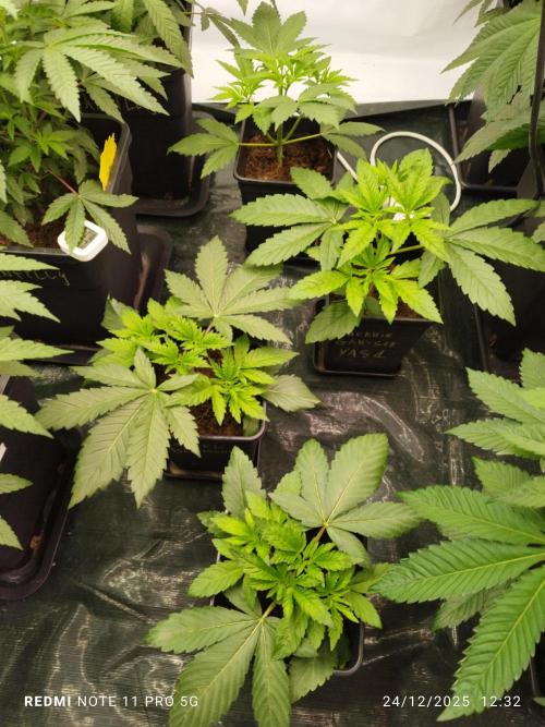 Perfect tree exotique genetix. Week 6 - Mac and cheese 
loukoum 
Appel blossom 
Cherry gas see ya r1 