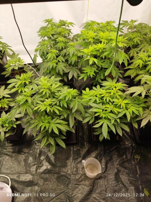 Perfect tree exotique genetix. Week 6 - Arcticle cherrie 