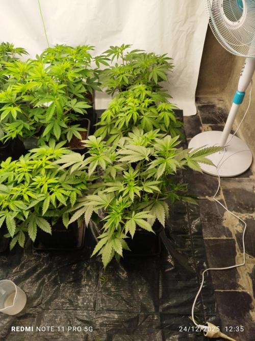 Perfect tree exotique genetix. Week 6 - Berry bender 