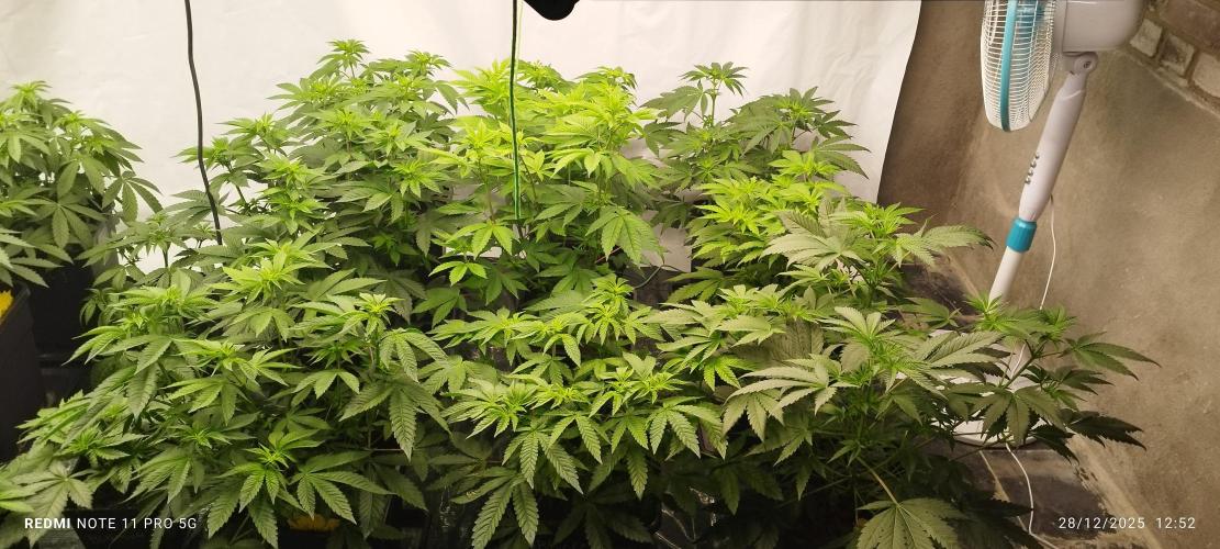 Perfect tree exotique genetix. Week 6