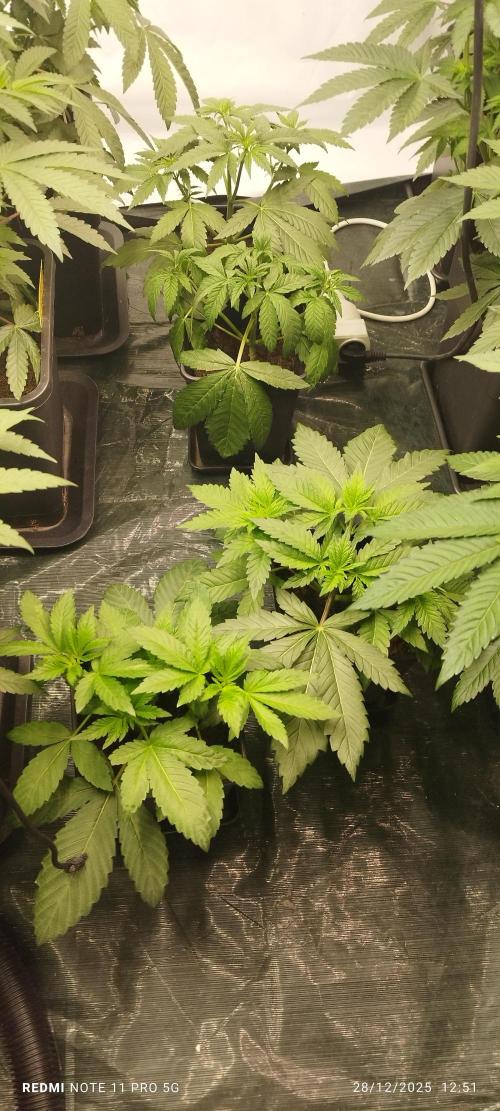 Perfect tree exotique genetix. Week 6