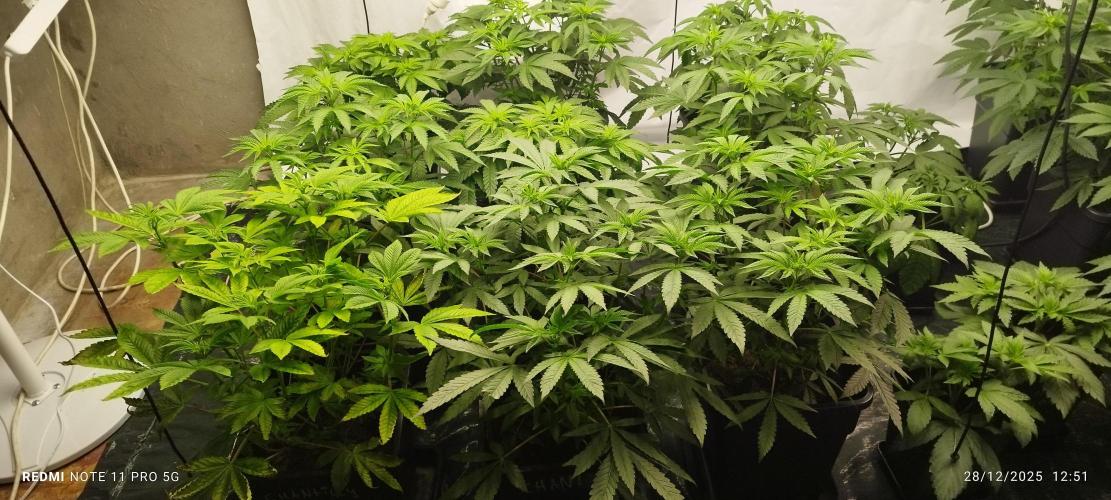 Perfect tree exotique genetix. Week 6