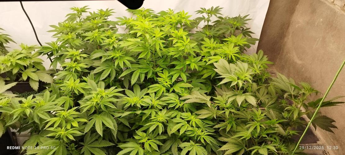 Perfect tree exotique genetix. Week 6