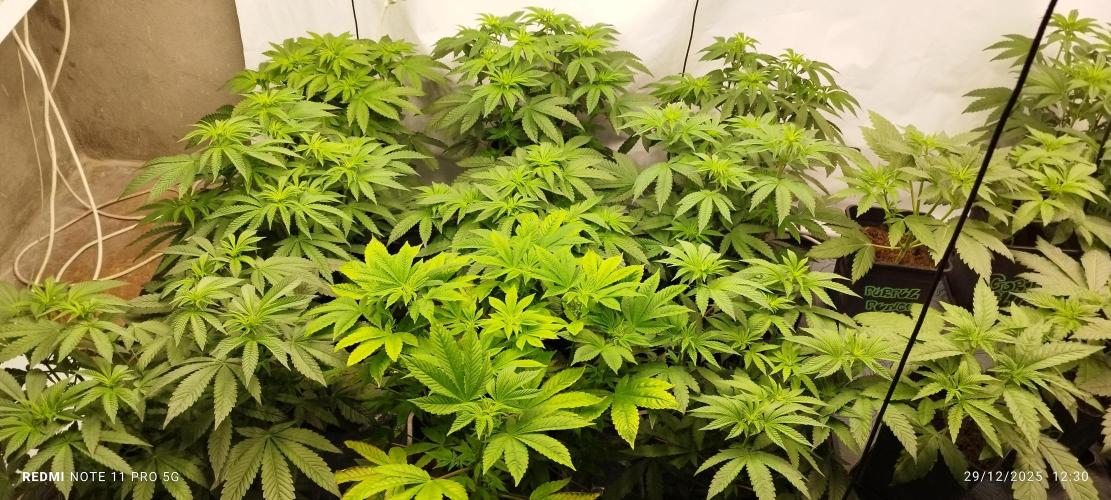 Perfect tree exotique genetix. Week 6